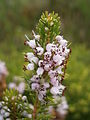 Erica vagans 'Alba'