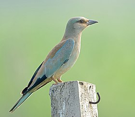 Ενήλικη χαλκοκουρούνα