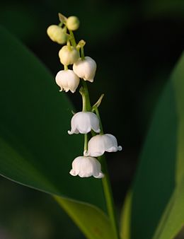 Convallaria majalis