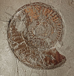 Fossil of the Early Jurassic ammonoid Hildoceras sublevisoni