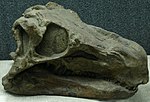 Huayangosaurus skull.