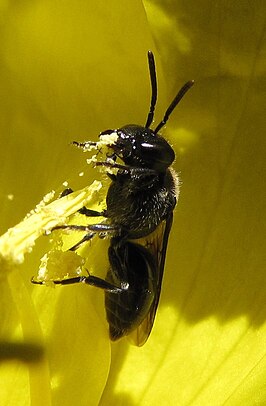 Hylaeus nivicola