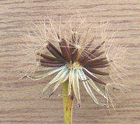 Rijp bloemhoofdje van klein streepzaad (Crepis capillaris)