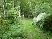 Gezicht op het pad in het bos met rechts bloeiende Japanse duizendknoop