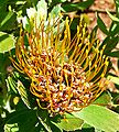 Leucospermum attenuatum