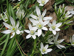 Ernyős sárma (Ornithogalum umbellatum)