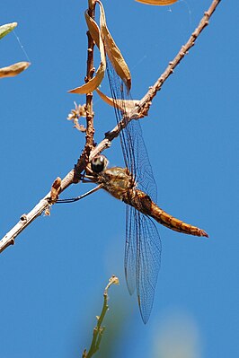 Pantala hymenaea