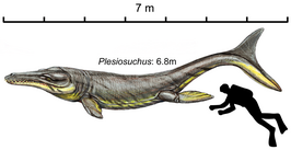 Plesiosuchus