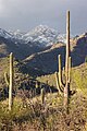 Sabino Canyon in winter