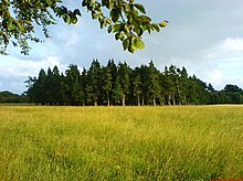 A plot of trees in the Phoenix Park, Dublin, Ireland.