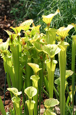 Gele trompetbekerplant