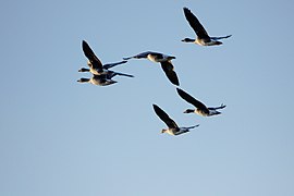 Sechs Graugänse beim Überfliegen des Strengs