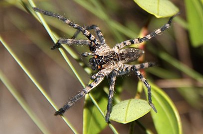 Lake Placid funnel wolf spider (Q949439)