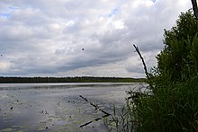 Photo of the lake Suur Pehmejärv from its shore. Close the shore there are many lily pads. Dense trees are visible on the other side of the lake.