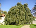 Hänge-Buche im Garten der Schlossanlage Ullstadt