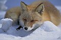 Japanese Red Fox