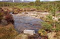 Project work for water vole protection