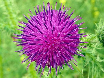 Flower close-up