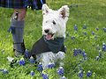 West Highland White Terrier