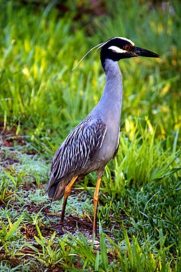 Sárgakoronás bakcsó (Nyctanassa violacea)