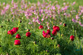 Paeonia tenuifolia in deelgebied "Chomoetovski step".