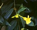 Goldtrompete (Allamanda cathartica)