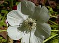 Anemone alb