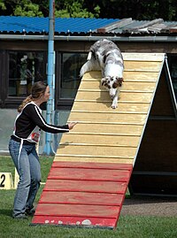 An Australian Shepherd descending an A-Frame in a Belgian agility competition.