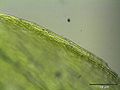 edge of the leaf, magnified 250 times, Photo by Kristian Peters