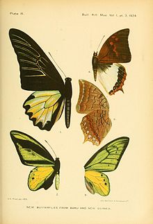 Book page showing watercolour plate of butterfly specimens