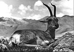 Tibetgazelle (Procapra picticaudata)