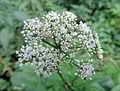 Chaerophyllum aromaticum