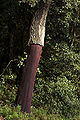 Image 50Recently stripped cork oak (Quercus suber) (from Tree)