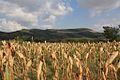 Corn field in the south of the village.