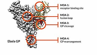 Epitope Map