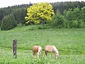 Goldeiche bei Wemlighausen