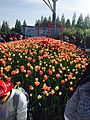 Goyang International Flower Festival