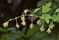 Weibliche Blüten des wilden Hopfens