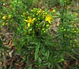 ''H. sphaerocarpum'' in a cedar glade in Meigs County, Tennessee