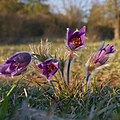 Gewöhnliche Kuhschelle (Pulsatilla vulgaris) im Habitat