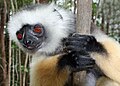 Diadeemsifaka