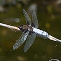 Plattbauch (Libellula depressa)