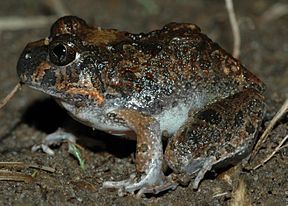 Ornate Burrowing Frog (Platyplectrum ornatum)