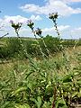 Der Zottel-Lein (Linum hirsutum) benötigt zur Keimung gestörte Bodenstellen und ist in Österreich stark gefährdet.[10]