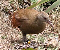 Lord Howe Woodhen (Glorified Weka)