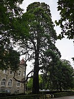 Mammutbaum (Sequoiadendron giganteum)