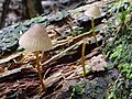 Mycena renati sin. Mycena flavipes