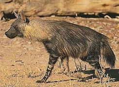 Hyäne (hier: Schabrackenhyäne)