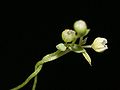 detail of a blossom Photo by Kristian Peters