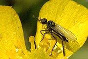 Rhamphomyia lamellata